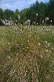 Eriophorum vaginatum