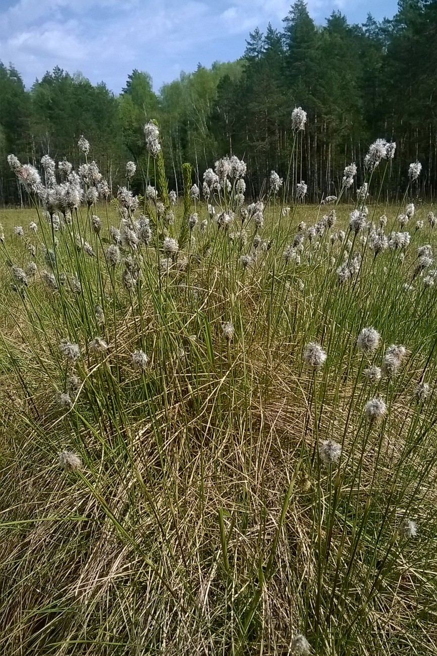 Изображение особи Eriophorum vaginatum.