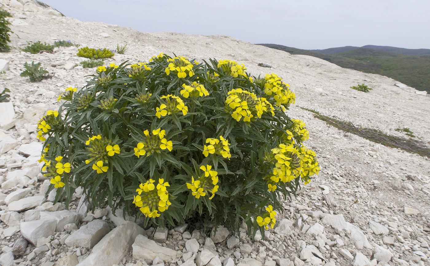 Изображение особи Erysimum callicarpum.