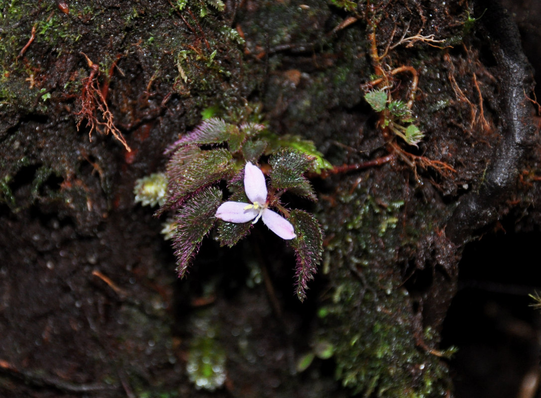 Image of Sonerila hirsuta specimen.