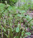 genus Dryopteris. Разворачивающиеся вайи. Адыгея, Кавказский биосферный заповедник, ур. Яворова Поляна, выс. ≈ 1600 м н.у.м., пихтово-кленово-буковый лес. 25.05.2018.