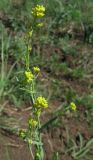 Myagrum perfoliatum