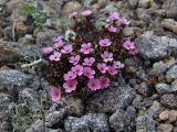 Douglasia ochotensis. Цветущее растение. Магаданская обл., окр. г. Магадан, пос. Снежная Долина, водораздел в бассейне р. Дукча, каменистое плато. 11.06.2017.