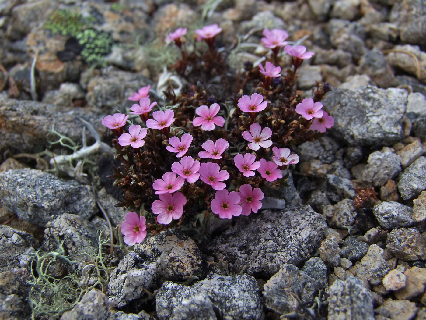 Изображение особи Douglasia ochotensis.