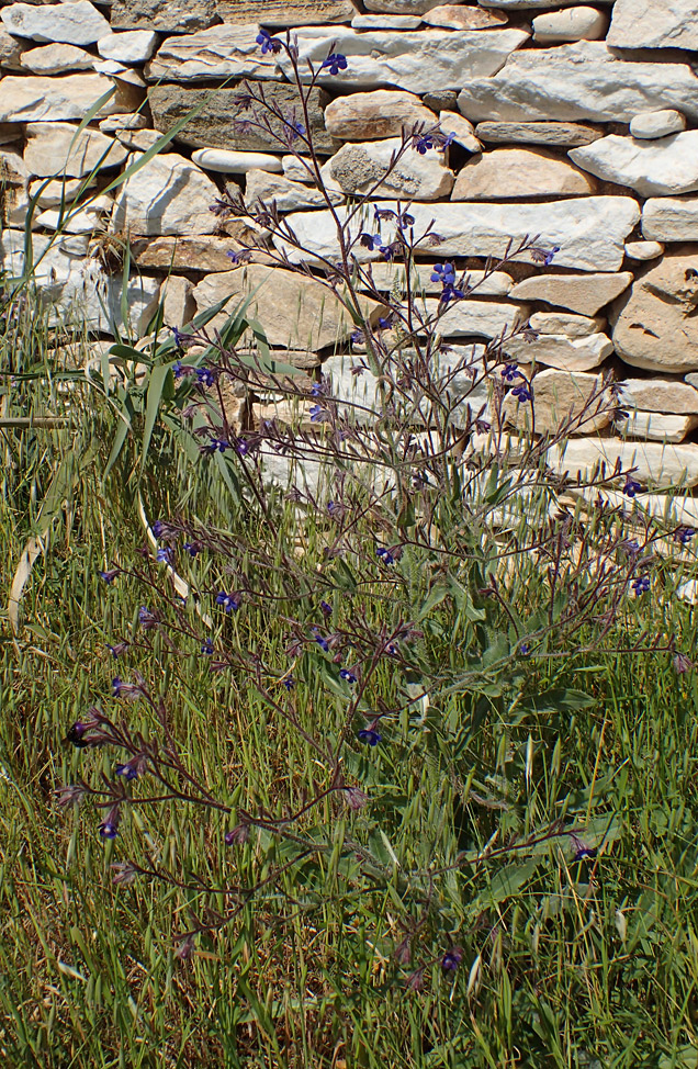Image of Anchusa azurea specimen.