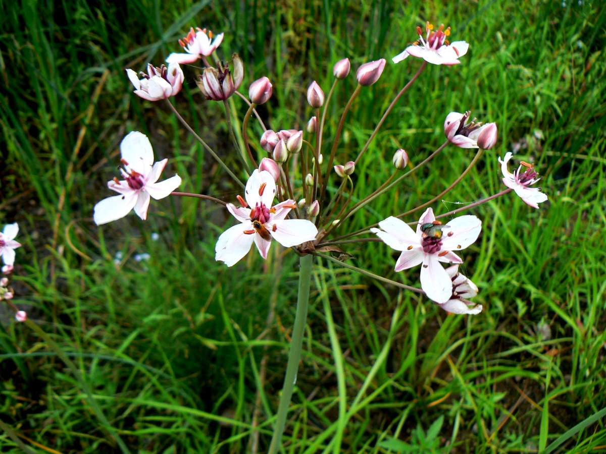 Изображение особи Butomus umbellatus.