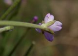 Epilobium tetragonum