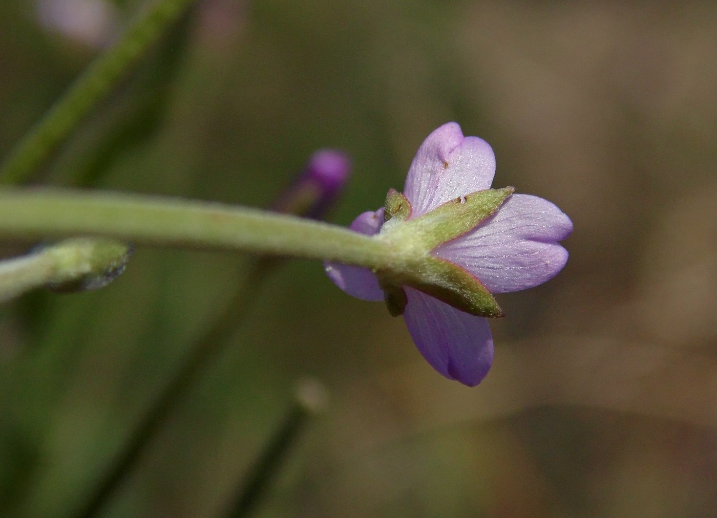 Image of Epilobium tetragonum specimen.