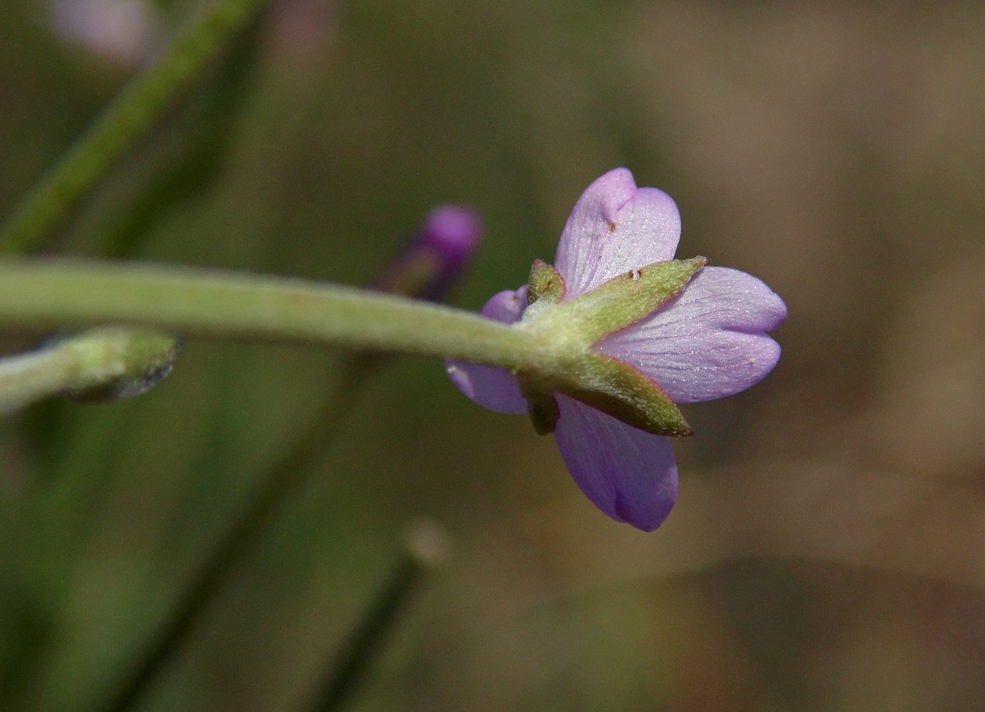 Изображение особи Epilobium tetragonum.