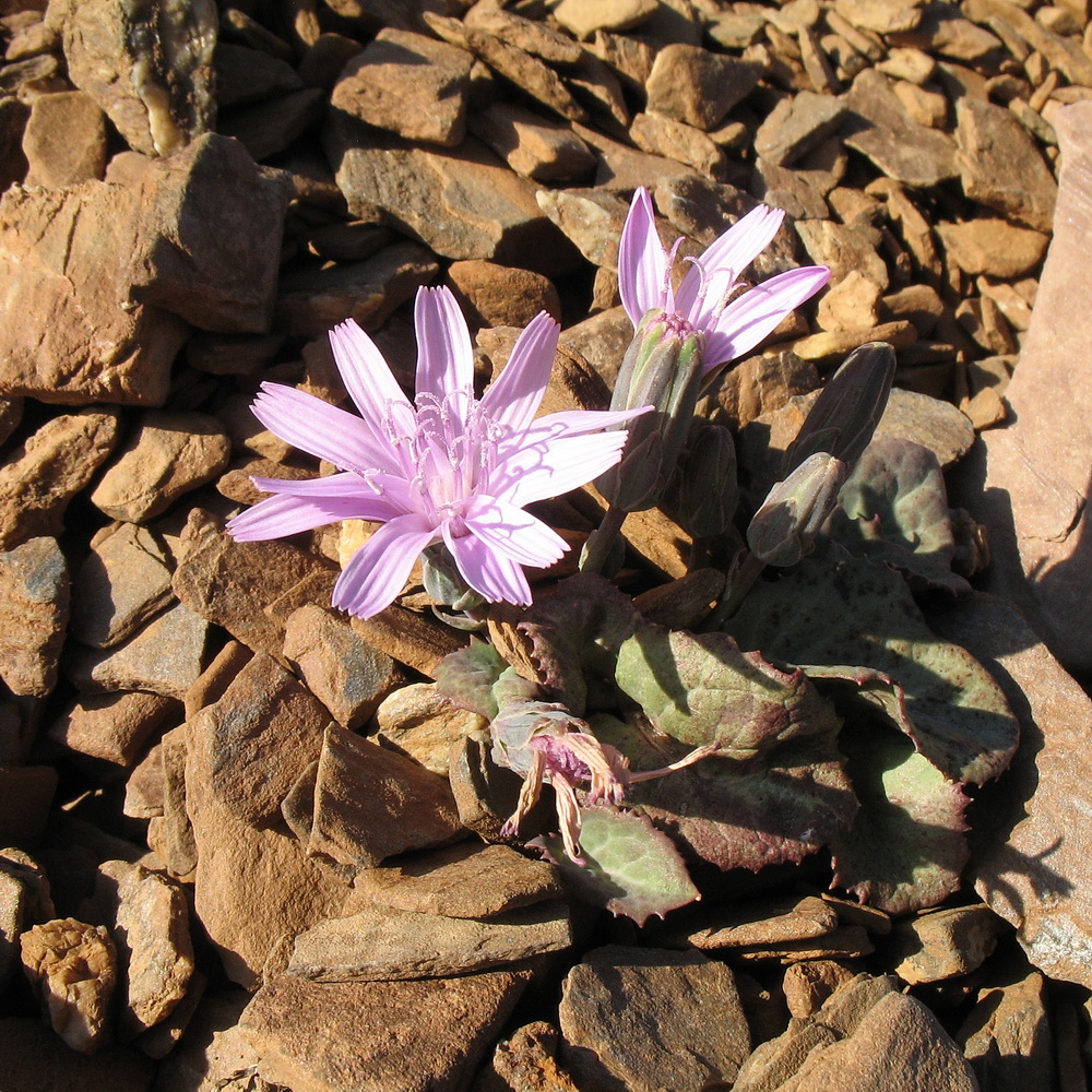 Image of Lactuca mira specimen.