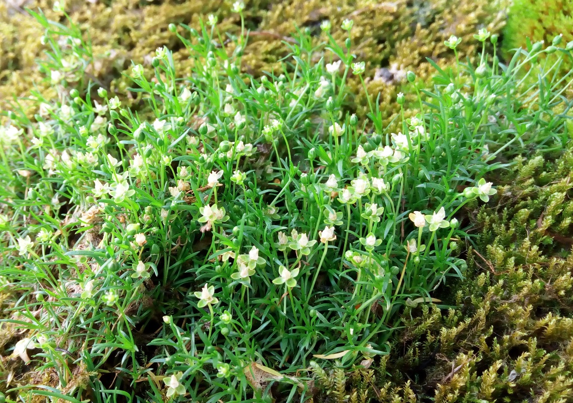 Image of Sagina procumbens specimen.