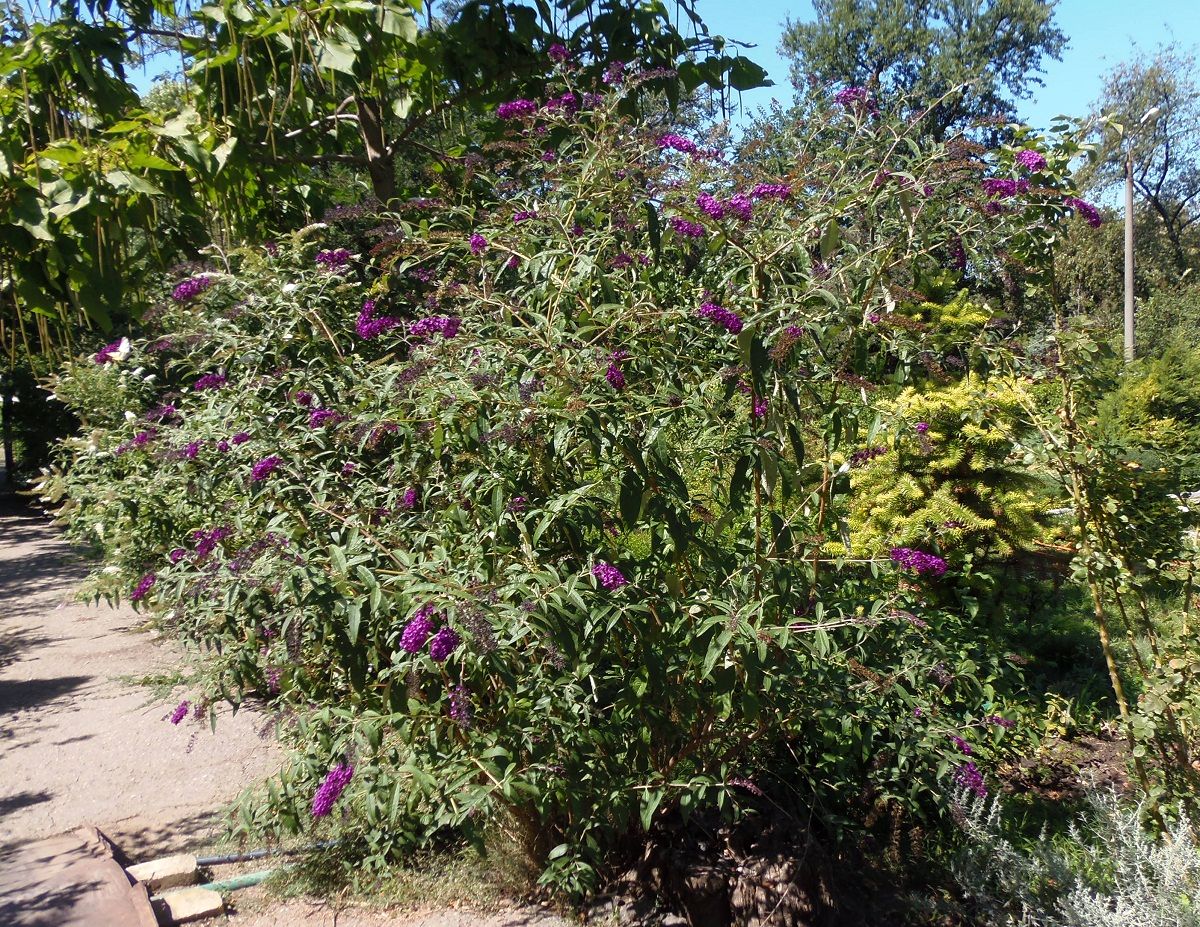 Image of Buddleja davidii specimen.