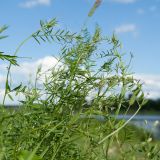 Vicia hirsuta. Верхушка цветущего растения на побегах Phleum pratense. Псковская обл., Псковский р-н, окр. погоста Выбуты, берег р. Великая, подошва известнякового обрыва, задернованная щебнистая россыпь. 26.06.2018.