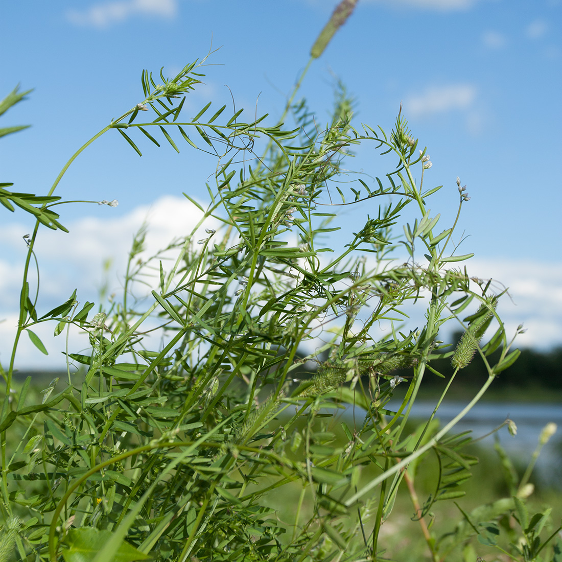 Image of Vicia hirsuta specimen.