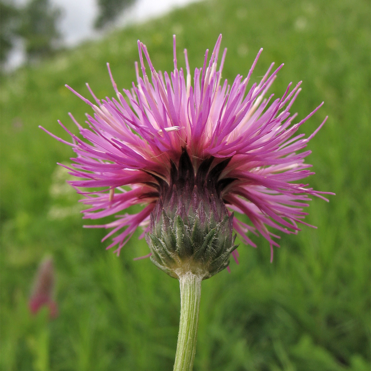 Image of Cirsium pannonicum specimen.