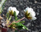 Dryas punctata. Цветущее растение, вид снизу. Чукотка, Чаунский р-н, окр. пос. Комсомольский, щебнистая тундра. 10.06.2018.