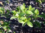 genus Salix. Листья. Чукотка, Чаунский р-н, западная окр. г. Певек, между дорогой и морем. 17.06.2018.