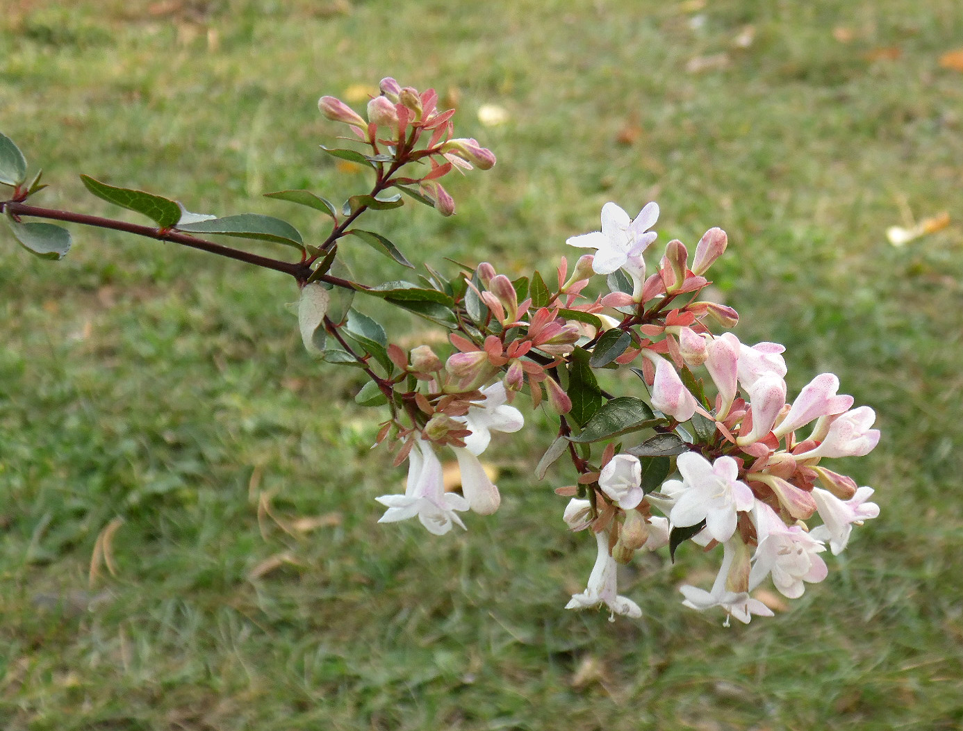 Image of Abelia × grandiflora specimen.