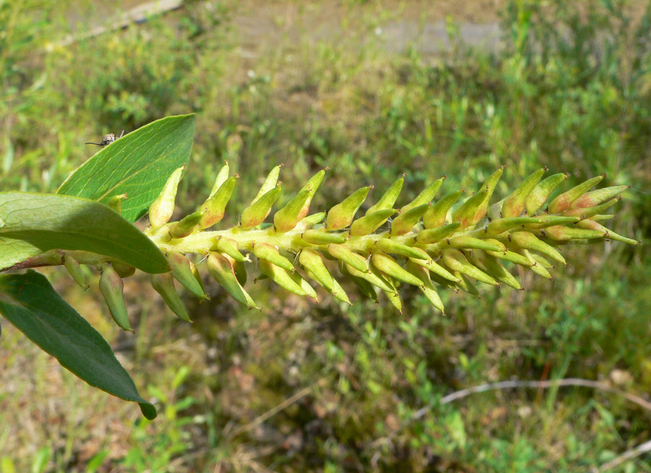 Image of genus Salix specimen.