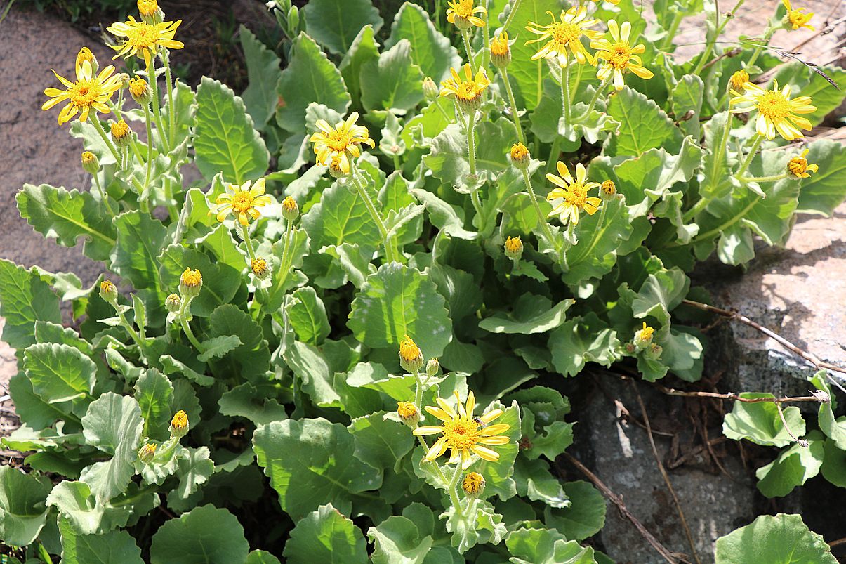 Image of Senecio taraxacifolius specimen.