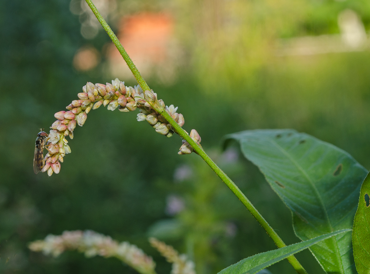 Image of Persicaria lapathifolia specimen.