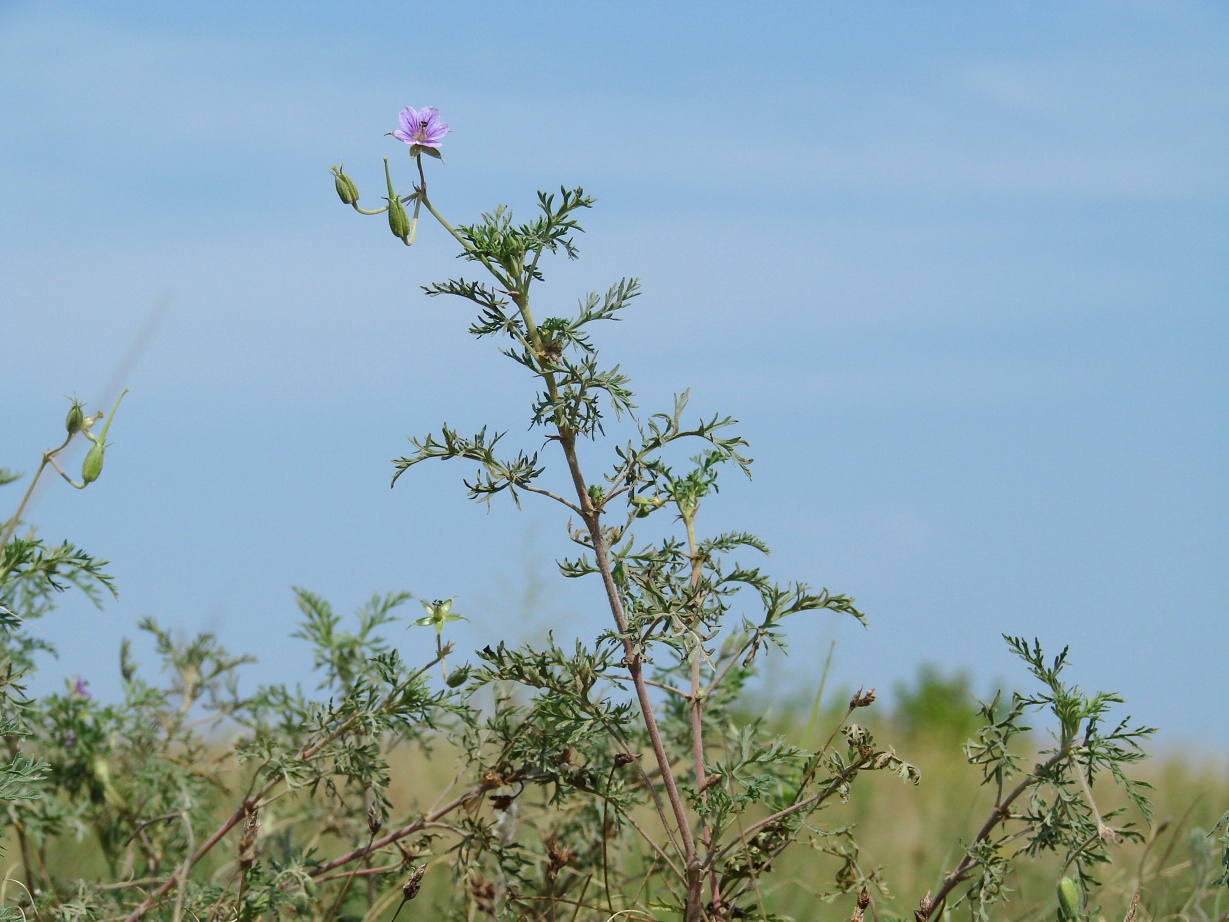 Image of Erodium stephanianum specimen.