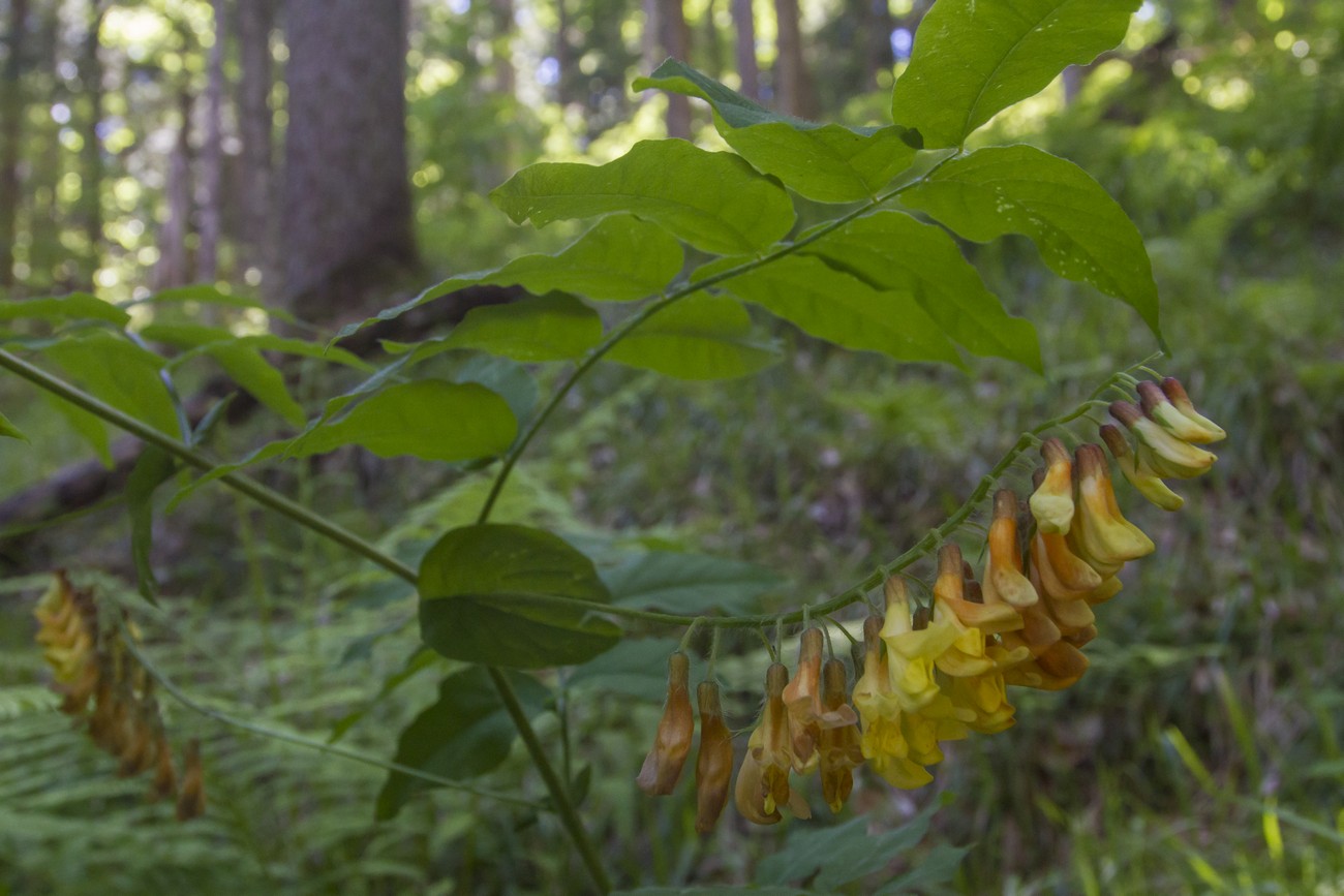 Image of Vicia crocea specimen.