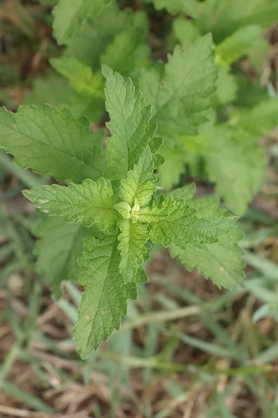 Изображение особи Lycopus europaeus.