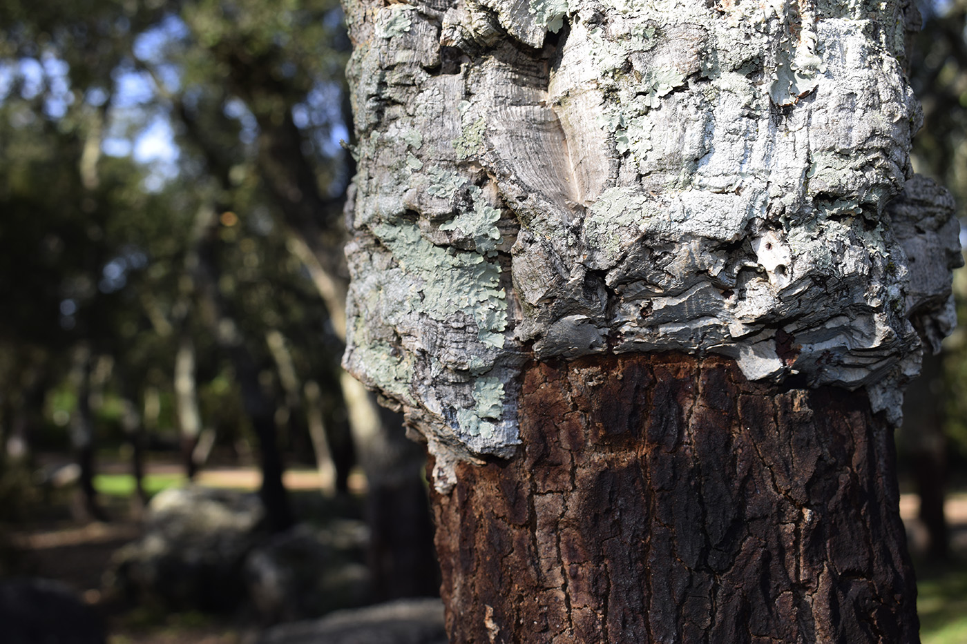 Изображение особи Quercus suber.