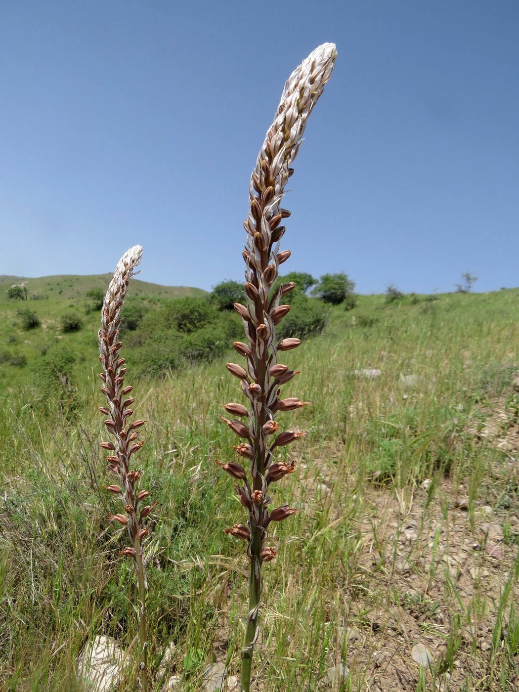 Изображение особи Eremurus comosus.