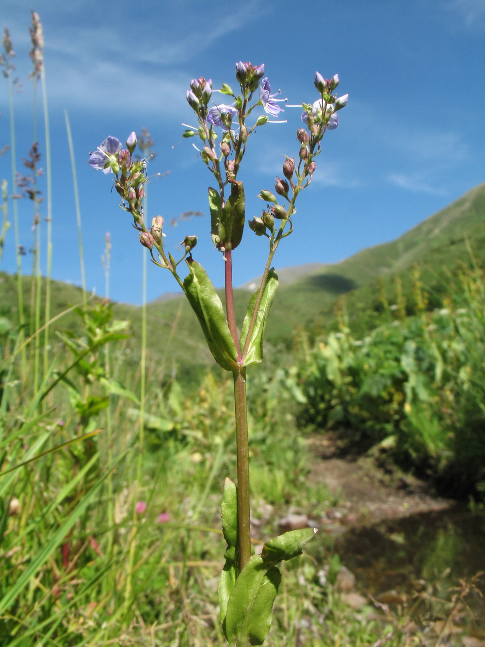 Image of Veronica oxycarpa specimen.