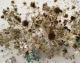 Eryngium maritimum