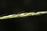 Microstegium nodosum
