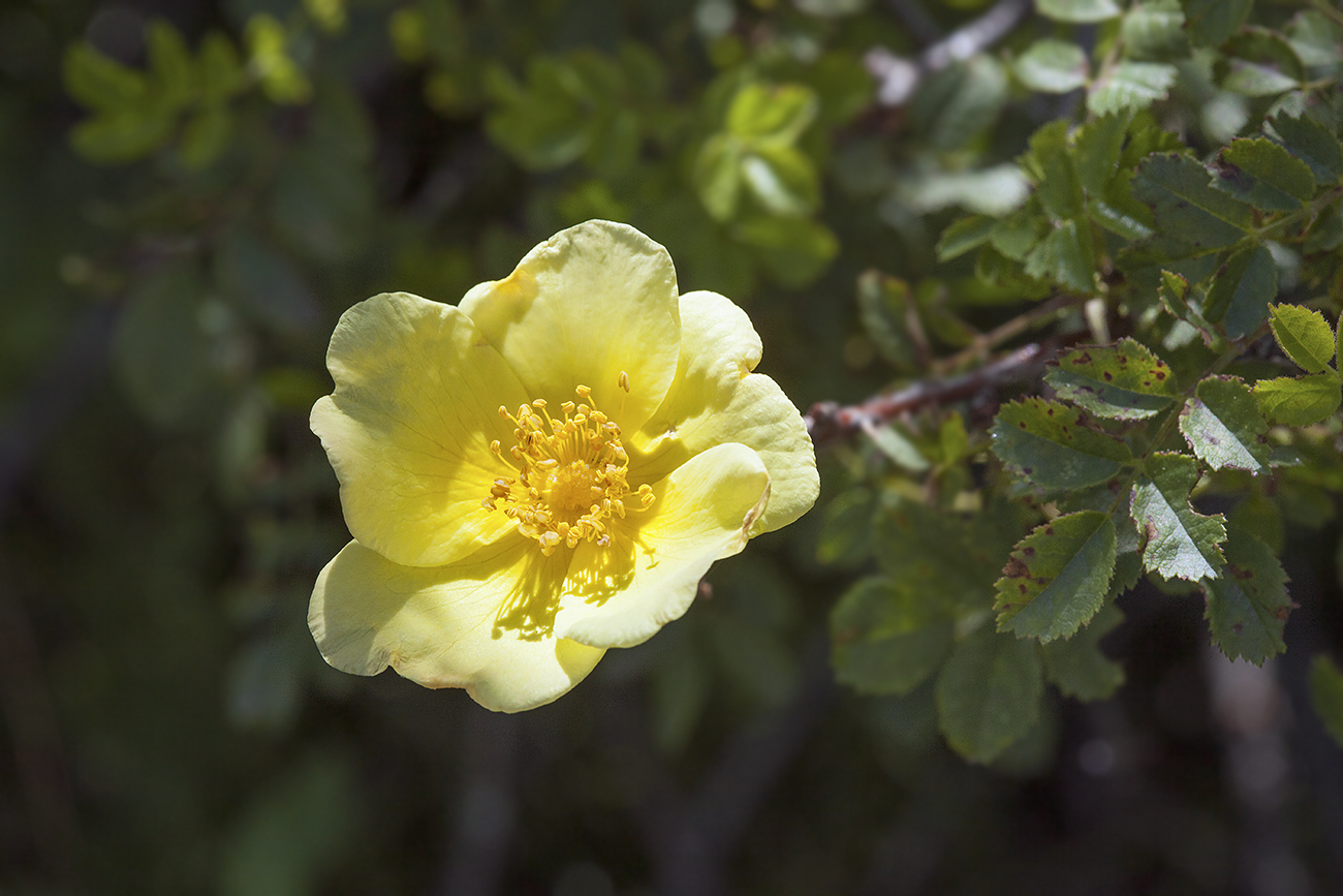 Image of Rosa kokanica specimen.