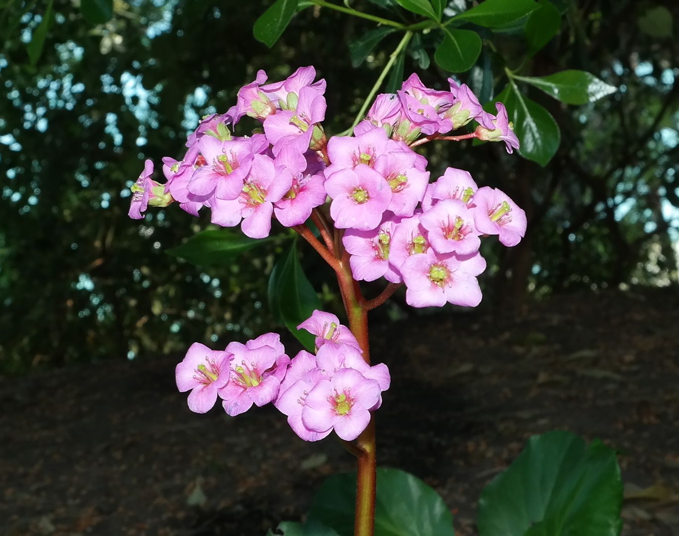 Image of Bergenia crassifolia specimen.