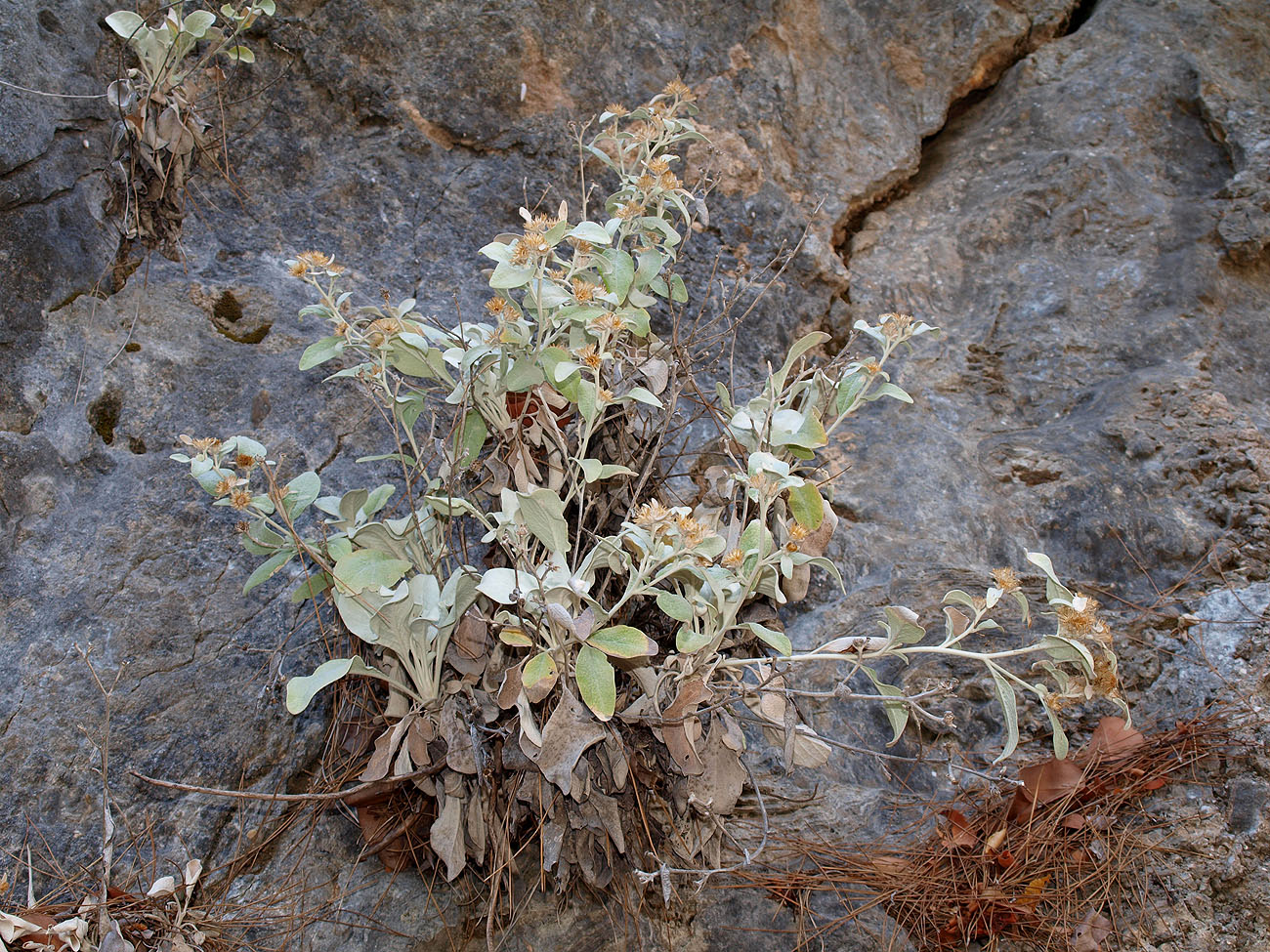 Image of Inula heterolepis specimen.