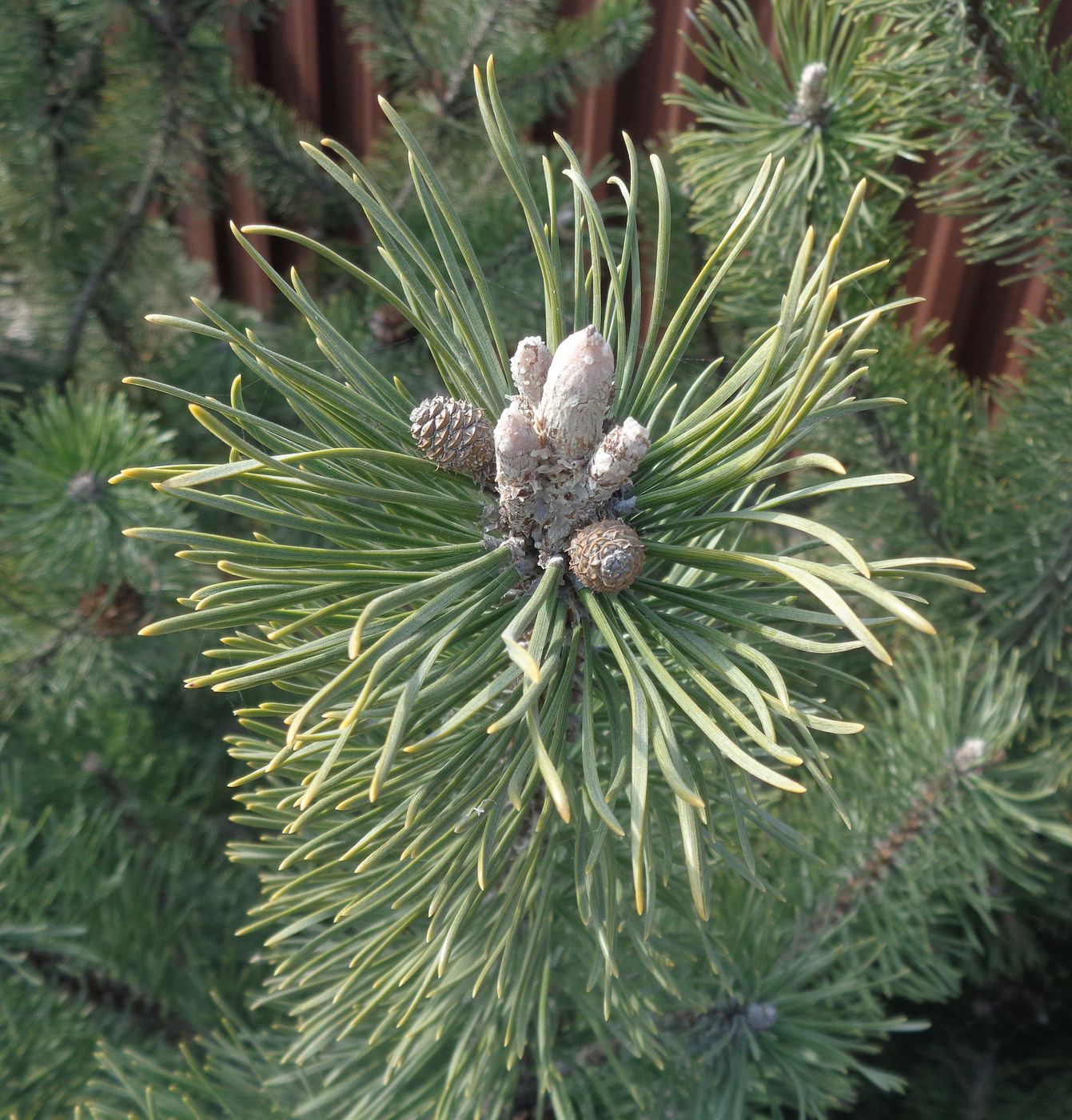 Изображение особи Pinus mugo.