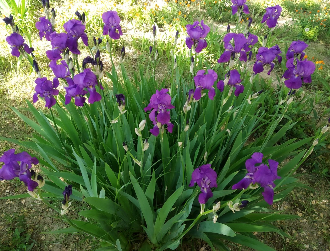 Image of genus Iris specimen.