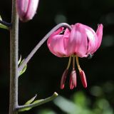 Lilium martagon