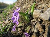 Viola hirta. Цветущее растение на железнодорожной насыпи. Томск, 8 мая 2019 г.