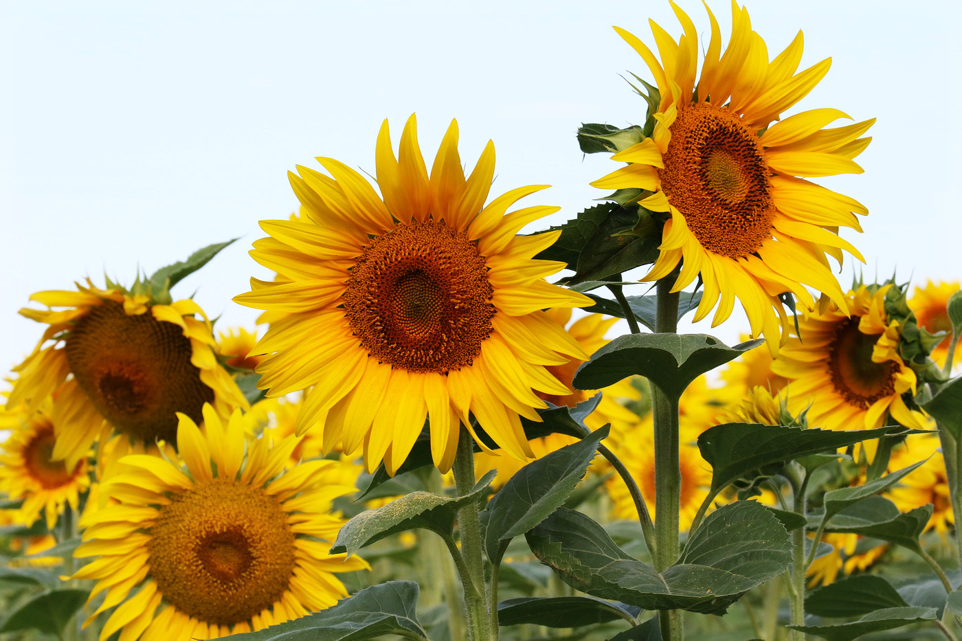 Image of Helianthus annuus specimen.