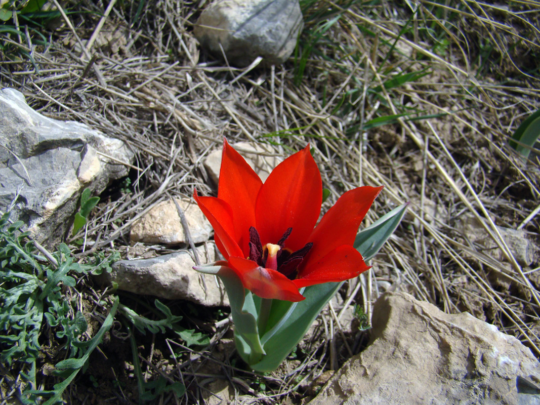 Image of Tulipa affinis specimen.