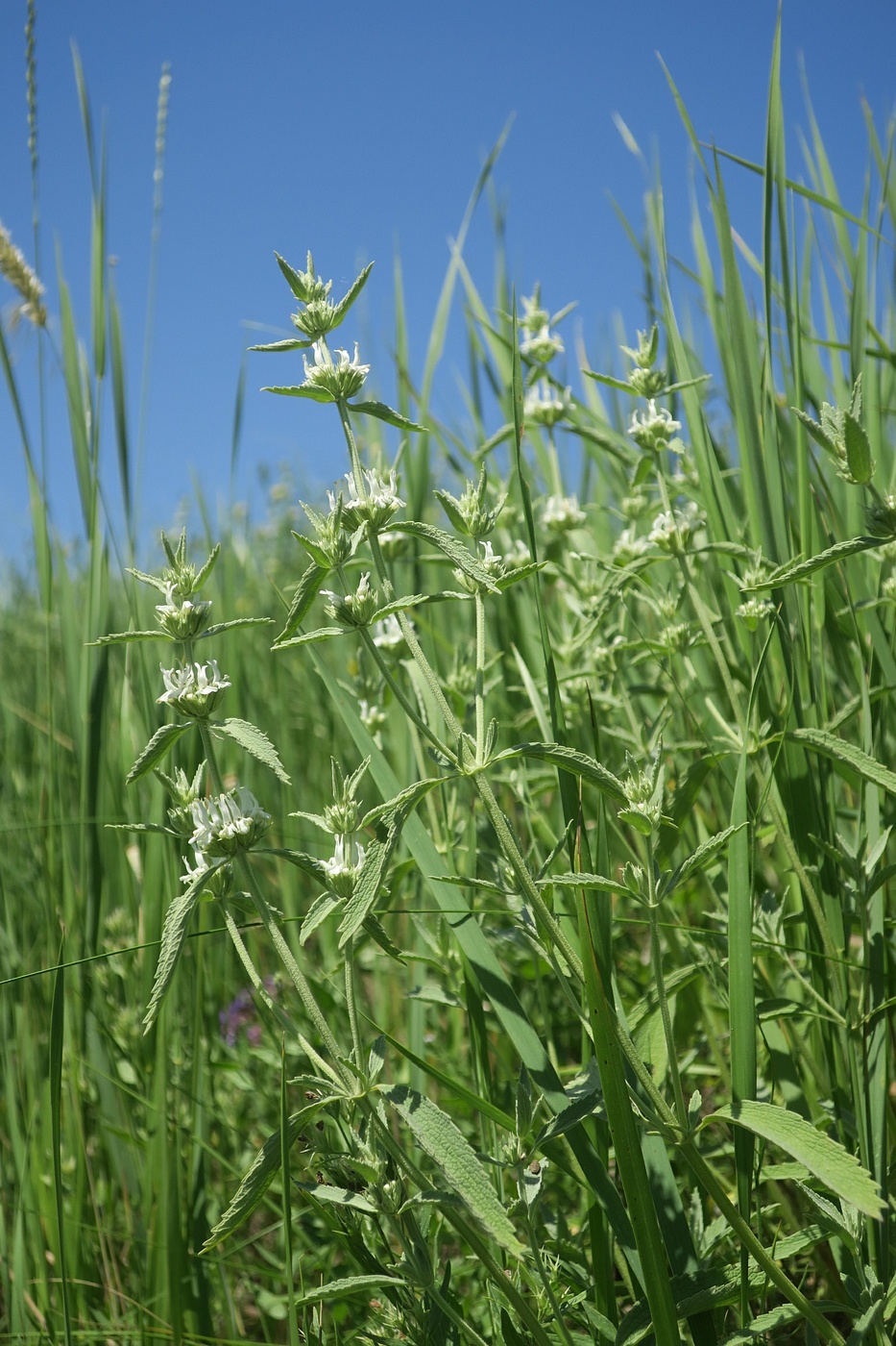 Image of Marrubium peregrinum specimen.