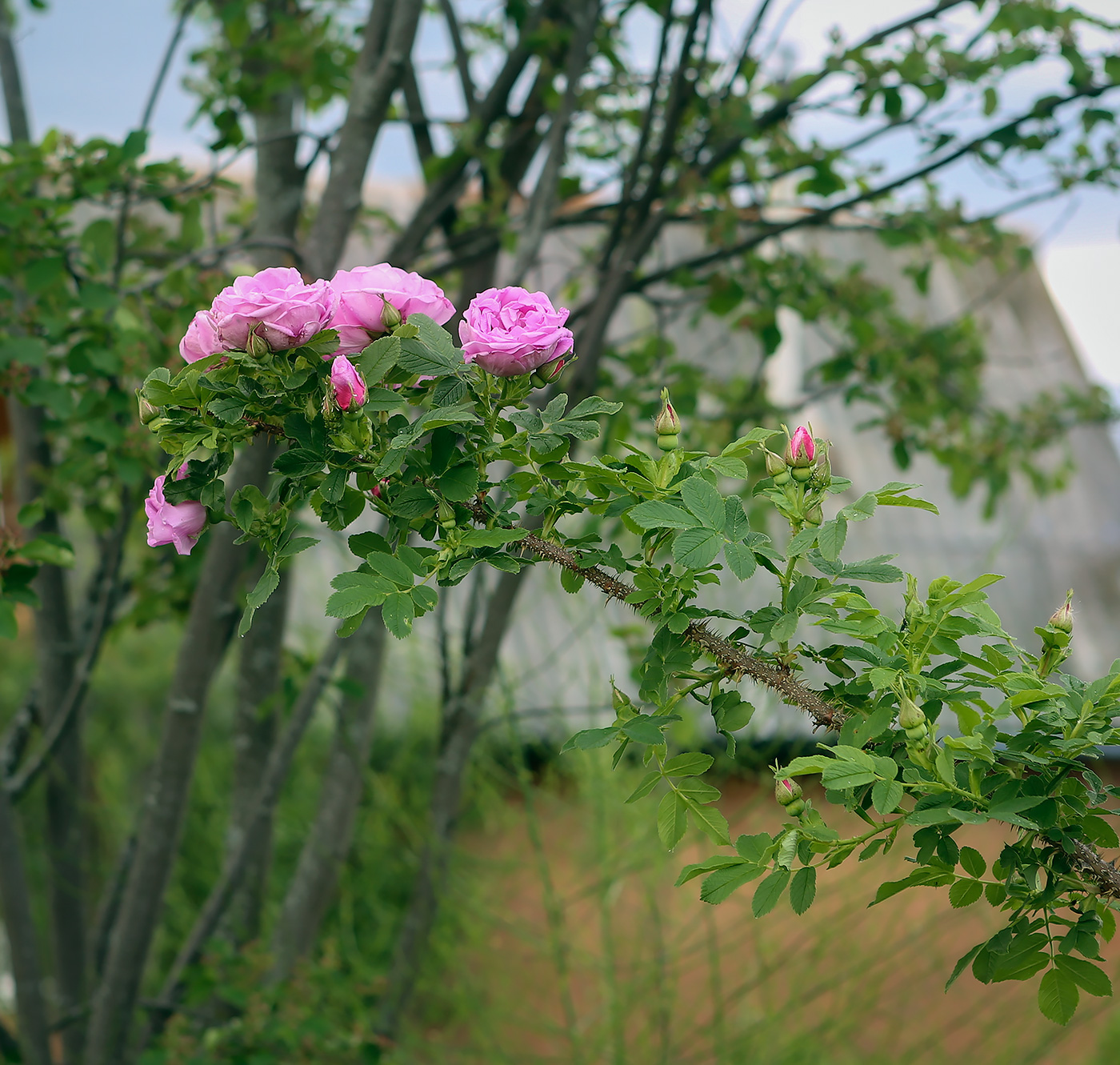 Изображение особи род Rosa.