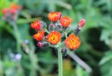 Pilosella aurantiaca