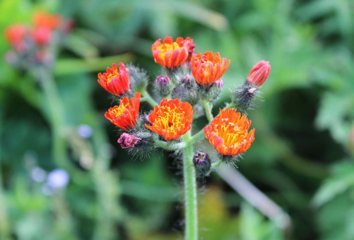 Image of Pilosella aurantiaca specimen.