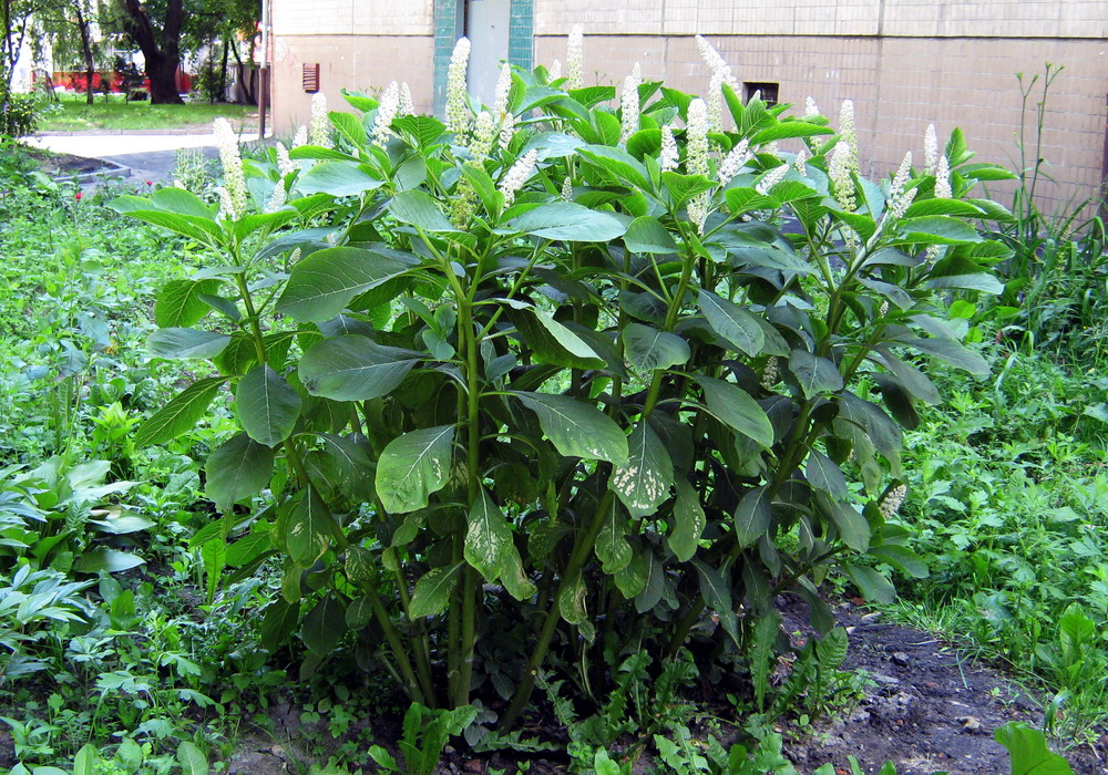 Image of Phytolacca acinosa specimen.