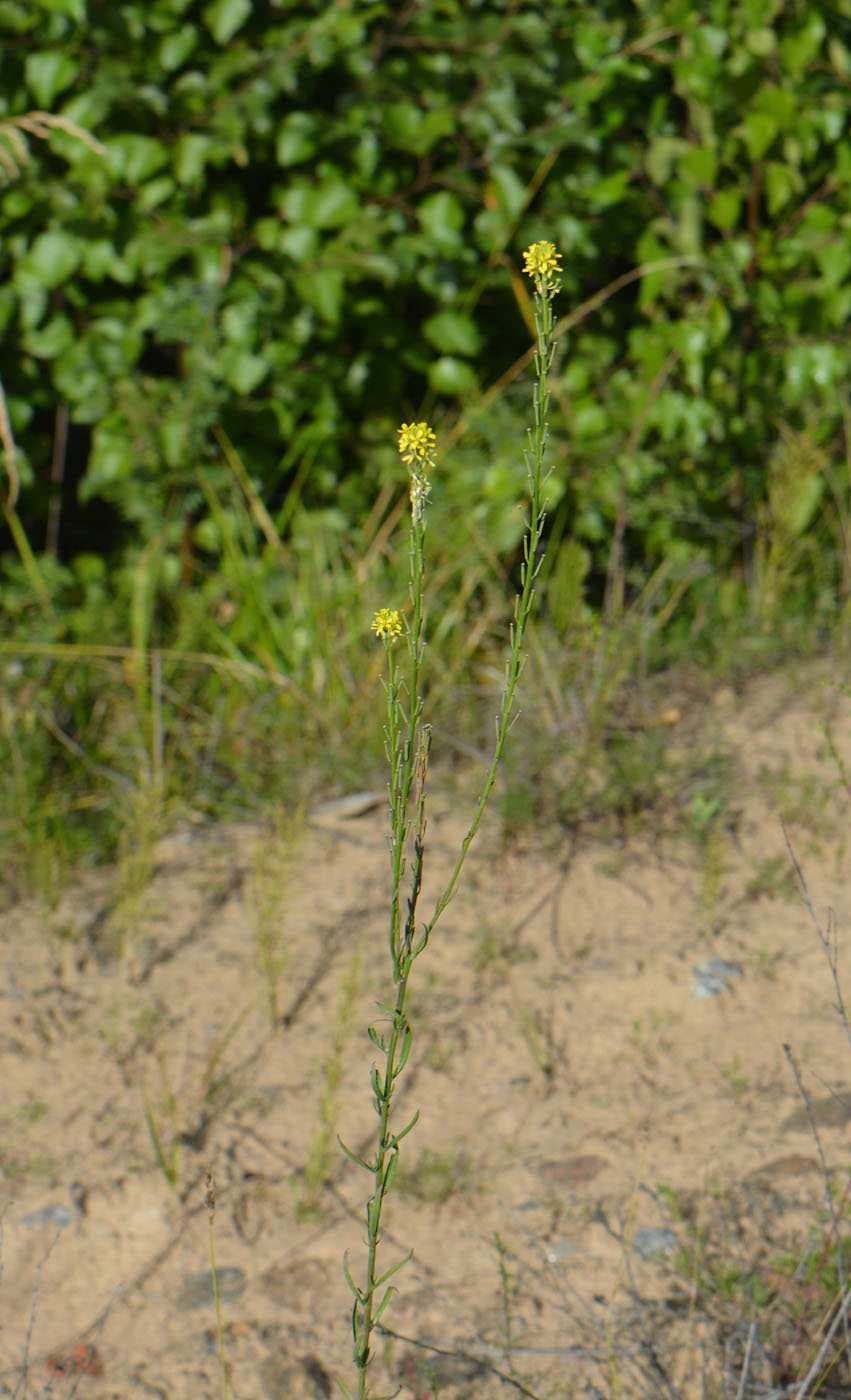 Image of Erysimum hieraciifolium specimen.