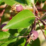 Malus × purpurea. Часть плодоносящего побега. Ярославская обл., г. Переславль-Залесский, в культуре. Июнь 2019 г.