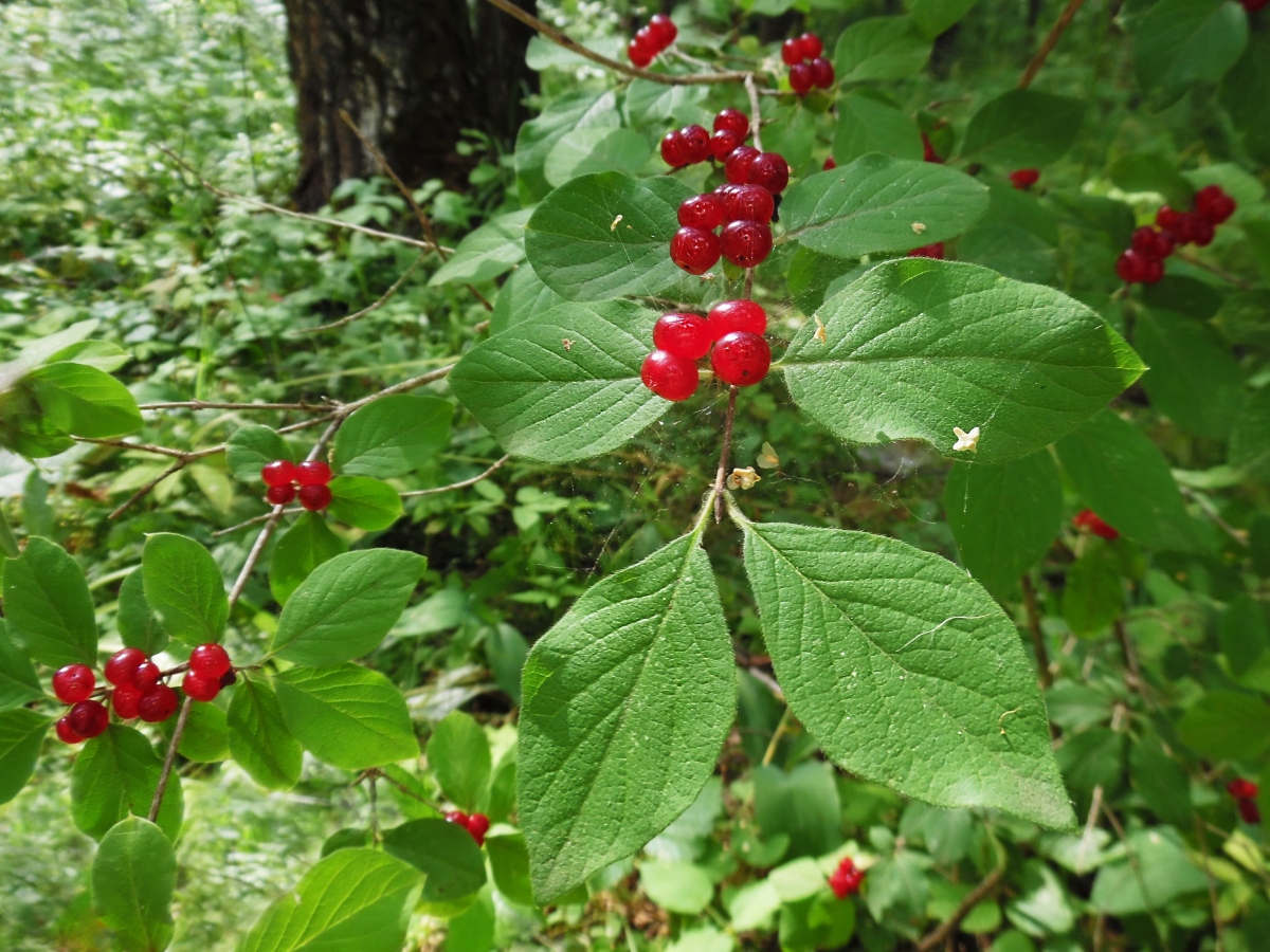 Изображение особи Lonicera xylosteum.